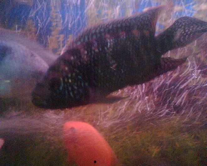 freshwater fish - nandopsis octofasciatum - jack dempsey stocking in 6 gallons tank - jack dimpsy