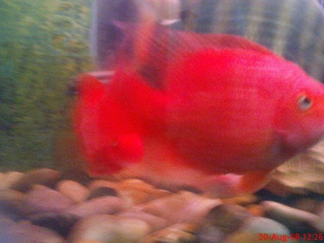 freshwater fish - heros severus x amphilophus citrinellum - blood parrot stocking in 6 gallons tank - old setup