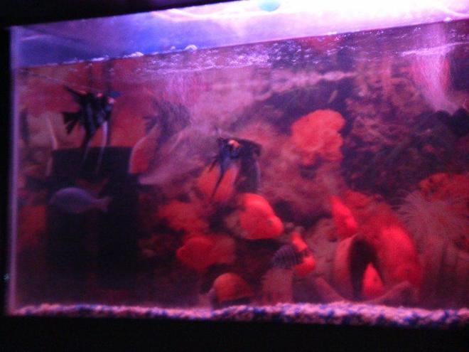6 gallons freshwater fish tank (mostly fish and non-living decorations) - angels with cichlids
