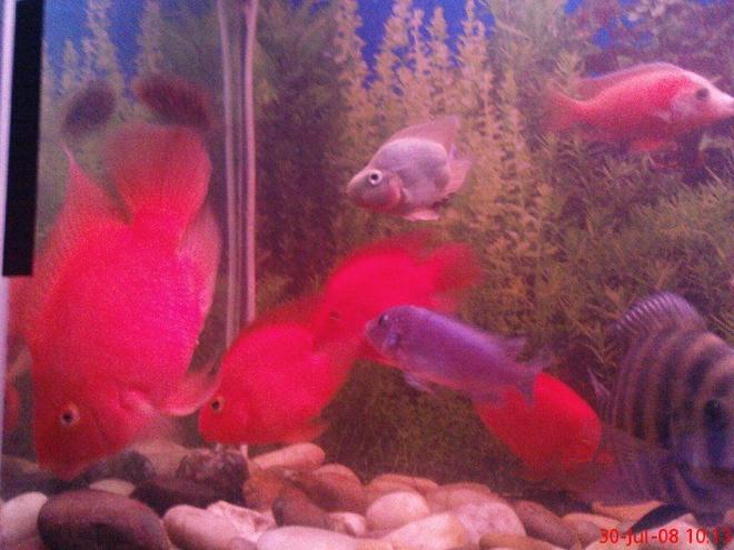 freshwater fish - heros severus x amphilophus citrinellum - blood parrot stocking in 6 gallons tank - parrot cichlids