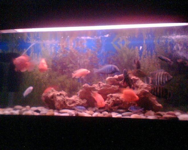 6 gallons freshwater fish tank (mostly fish and non-living decorations) - old setup