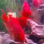 freshwater fish - heros severus x amphilophus citrinellum - blood parrot stocking in 6 gallons tank - parrot cichlids