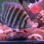 freshwater fish - tilapia buttikoferi - buttikoferi cichlid stocking in 6 gallons tank - buttikoferri