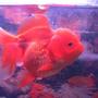 freshwater fish - carassius auratus - red ryukin goldfish stocking in 6 gallons tank - goldy :D