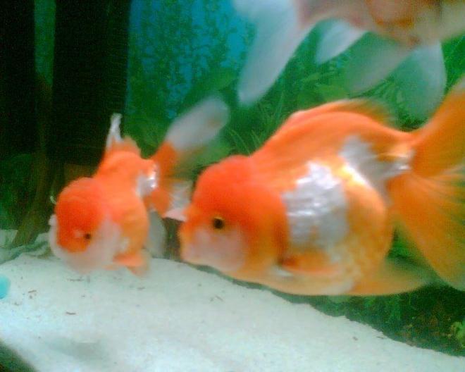 freshwater fish - carassius auratus - ryukin goldfish stocking in 6 gallons tank - goldfishes