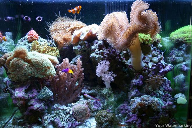 corals inverts - sarcophyton sp. - toadstool mushroom leather coral stocking in 34 gallons tank - This is our 34 Gallon Red Sea Max at 6 months old.  There is 65lbs of live rock in this tank.
