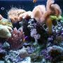 corals inverts - sarcophyton sp. - toadstool mushroom leather coral stocking in 34 gallons tank - more pictures