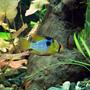 freshwater fish - papiliochromis ramirezi - german blue ram stocking in 55 gallons tank - Blue Ram