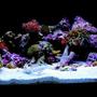 fish tank picture - My 15 gallon mixed reef