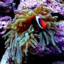 corals inverts - entacmaea quadricolor - anemone stocking in 15 gallons tank - bta with hosting tomato clown