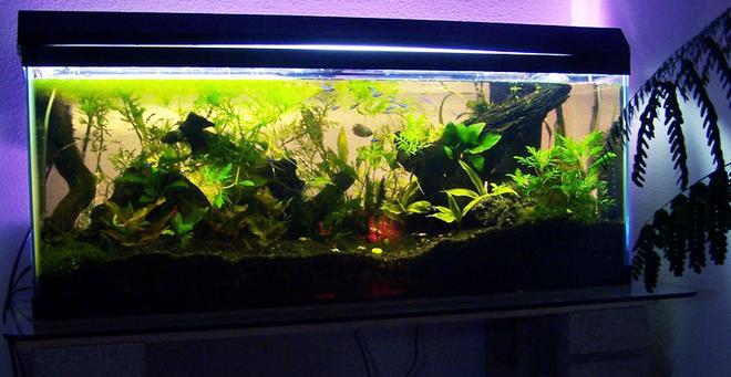 80 gallons freshwater fish tank (mostly fish and non-living decorations) - 55 Gallon. 120 Watts lighting.  Co2 added. 22 Neon Tetra's and 1 Dwarf Gourami.