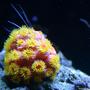 corals inverts - tubastrea faulkneri - orange sun coral stocking in 34 gallons tank - This is what we woke up to this morning. My sunpolyp eats my cleaner shrimp. Has anyone ever seen anything llike this? I guess it's a 20.00 shrimp down the polyp tube.