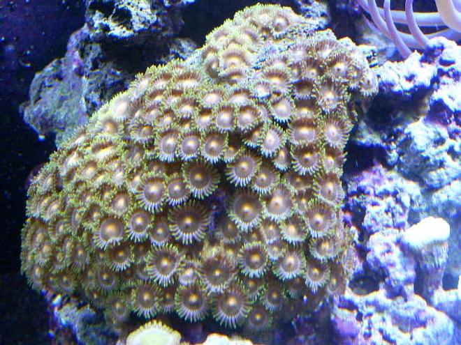 corals inverts - zoanthus sp. - colony polyp stocking in 24 gallons tank - orange zoas
