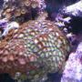 corals inverts - zoanthus sp. - colony polyp stocking in 24 gallons tank - mixed zoas