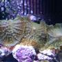 corals inverts - rhodactis inchoata - bullseye mushroom stocking in 24 gallons tank - green fuzzy mushrooms