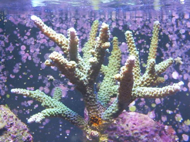 corals inverts - acropora sp. - green bali slimer stocking in 24 gallons tank - Green Acro with blue/purple tips