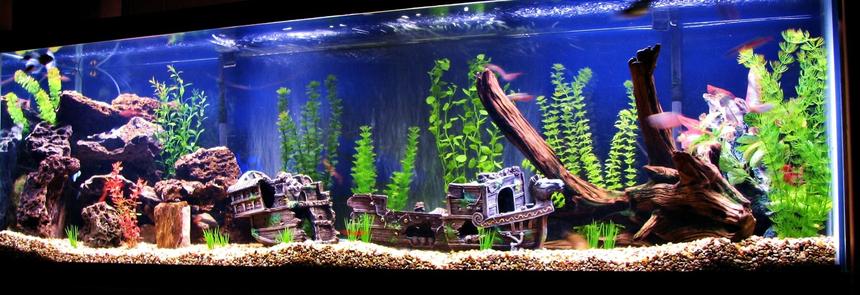 Rated #46: 125 Gallons Freshwater Fish Tank - my 125....44 fish but most under 2" now...not big on the fake decos but i really love the 3piece 38" sunken schooner i found...very realistic looking...see other pic for my self built custom stand/bookcase !