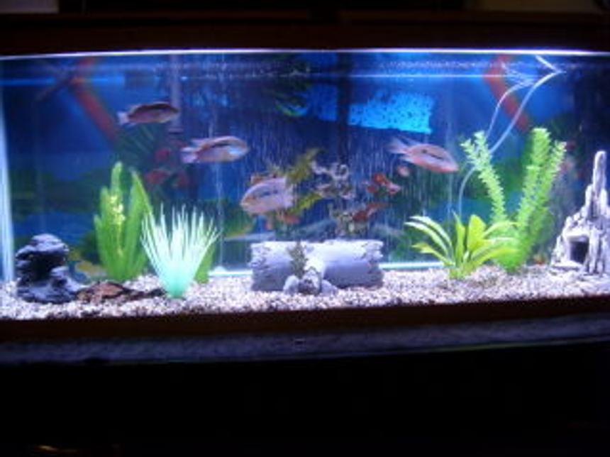 Rated #2805: 55 Gallons Freshwater Fish Tank - 55 Gal South American Cichlid Setup