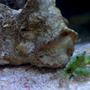 corals inverts - mithrax sculptus - emerald crab stocking in 26 gallons tank - Emerald crab