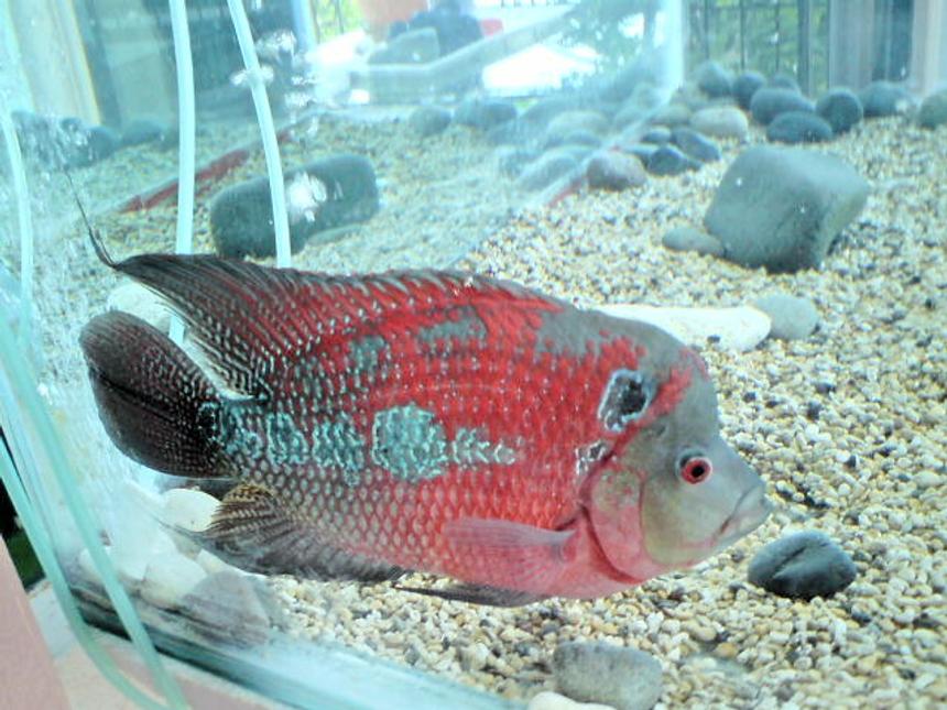 Rated #47: Freshwater Fish - Cichlasoma Sp. - Flower Horn Cichlid Stocking In 5 Gallons Tank - biter my flower horn