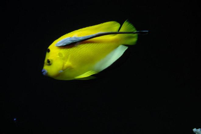 saltwater fish - apolemichthys trimaculatus - flagfin angelfish stocking in 300 gallons tank - Flagfin and Sucker