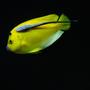 saltwater fish - apolemichthys trimaculatus - flagfin angelfish stocking in 300 gallons tank - Flagfin and Sucker