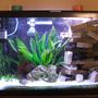 fish tank picture - Current Setup. 4th gen.
