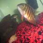 freshwater fish - heros serverus - green severum stocking in 75 gallons tank - Female Green Severum