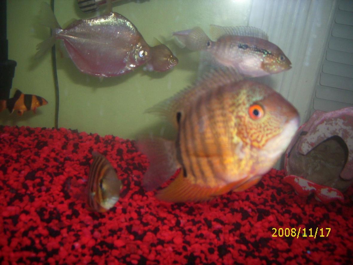 freshwater fish - heros serverus - green severum stocking in 75 gallons tank - Two Green Severums, 2 Silver Dollars, 1 Jack Dempsey, 1 Clown Loach.