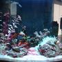 saltwater fish - nemateleotris magnifica - firefish stocking in 75 gallons tank - aqua pod