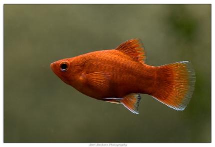 freshwater fish - xiphophorus maculatus - red platy stocking in 50 gallons tank - Xiphophorus Maculatus
