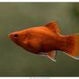 freshwater fish - xiphophorus maculatus - red platy stocking in 50 gallons tank - Xiphophorus Maculatus