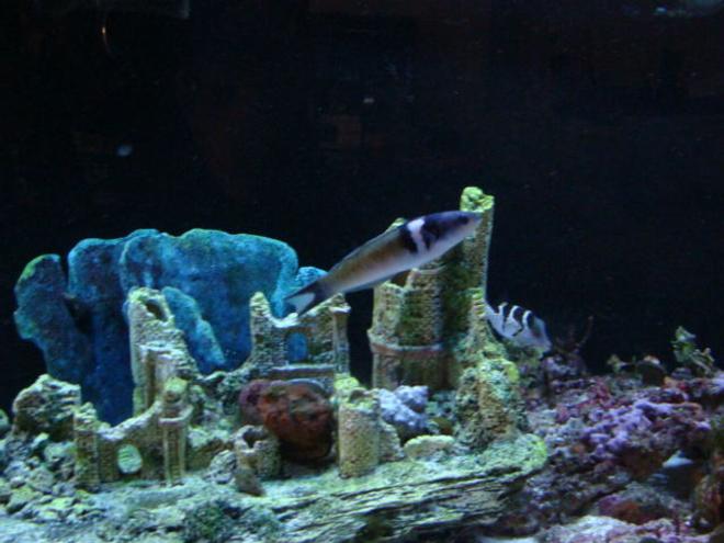 saltwater fish - thalassoma bifasciatum - bluehead wrasse stocking in 75 gallons tank - blue head wrasses and puffer