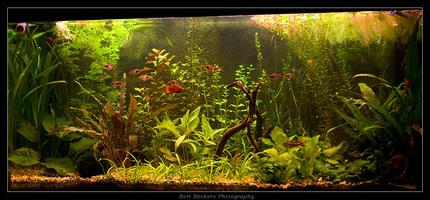 50 gallons planted tank (mostly live plants and fish) - My planted community tank..

Juwel Rio 180
2 TL lights with reflectors
No CO2 installation
Weekly dosage of Easylife Profito and Ferro
Daily dosage of Easylife Easycarbo

Thats all..

Fish kept:

- 3x Apistogramma Cacatuoides Double Red
- 4 Xiphophorus Maculatus
- 10 Rasbora Heteromorpha
- 3x Panghio Kuhli
- 1x  L201 catfish
- 8x Japonica Shrimp