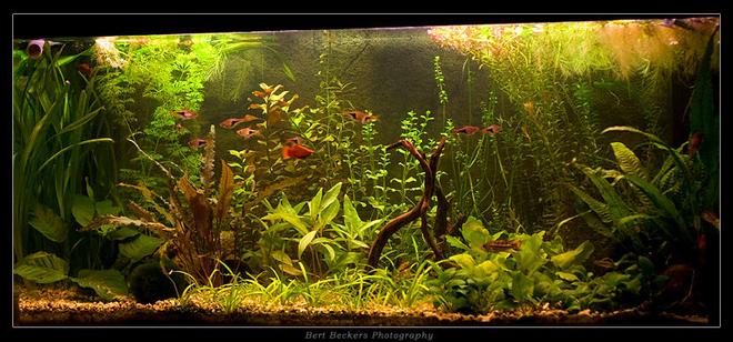50 gallons planted tank (mostly live plants and fish) - My planted community tank..

Juwel Rio 180
2 TL lights with reflectors
No CO2 installation
Weekly dosage of Easylife Profito and Ferro
Daily dosage of Easylife Easycarbo

Thats all..

Fish kept:

- 3x Apistogramma Cacatuoides Double Red
- 4 Xiphophorus Maculatus
- 10 Rasbora Heteromorpha
- 3x Panghio Kuhli
- 1x  L201 catfish
- 8x Japonica Shrimp