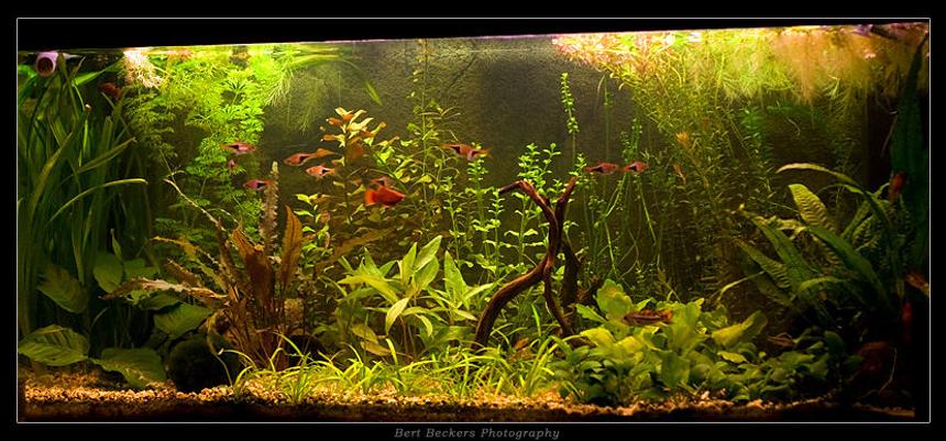 Rated #16: 50 Gallons Planted Tank - My planted community tank..

Juwel Rio 180
2 TL lights with reflectors
No CO2 installation
Weekly dosage of Easylife Profito and Ferro
Daily dosage of Easylife Easycarbo

Thats all..

Fish kept:

- 3x Apistogramma Cacatuoides Double Red
- 4 Xiphophorus Maculatus
- 10 Rasbora Heteromorpha
- 3x Panghio Kuhli
- 1x  L201 catfish
- 8x Japonica Shrimp