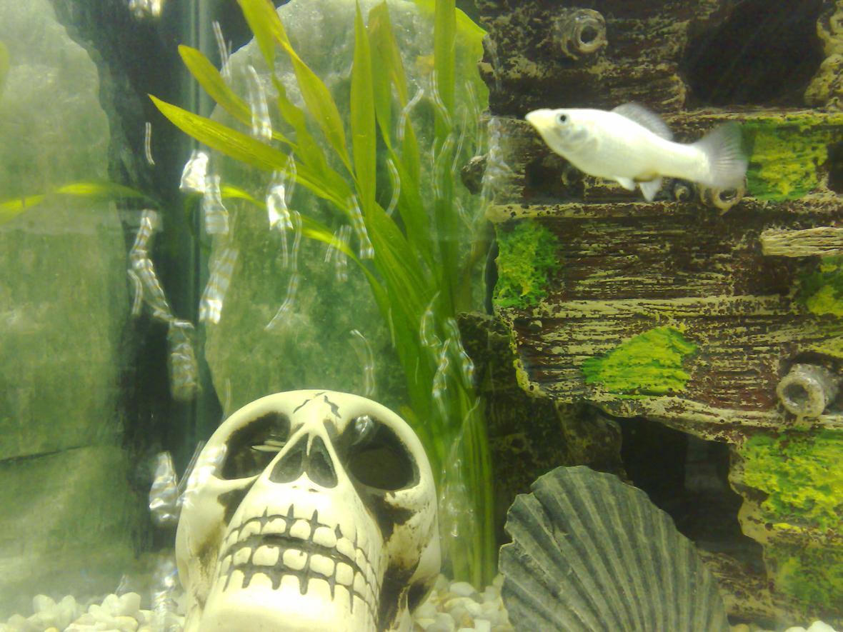 freshwater fish - poecilia velifera - platinum lyretail molly stocking in 100 gallons tank - Molly fish (female)