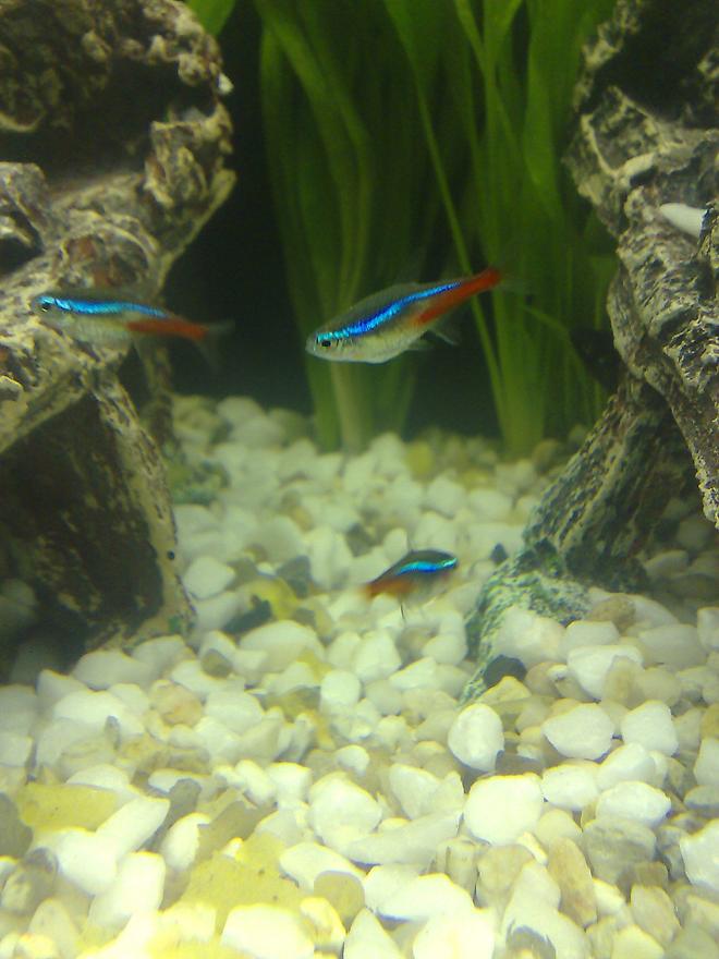 freshwater fish - paracheirodon innesi - neon tetra jumbo stocking in 100 gallons tank - Neon tetra