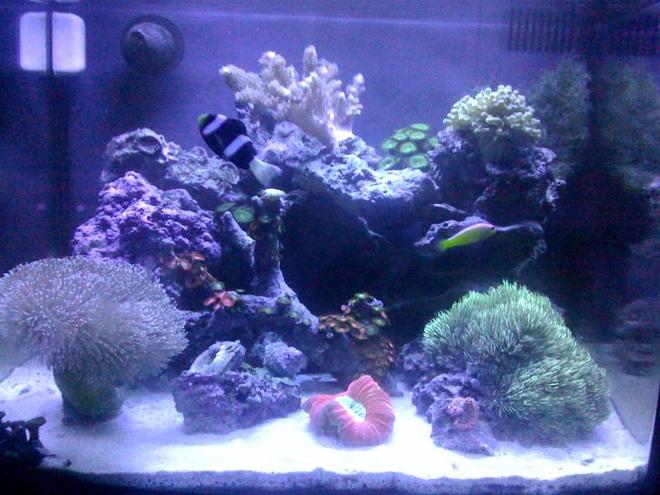 corals inverts - sarcophyton sp. - toadstool mushroom leather coral stocking in 29 gallons tank - 29 gallon biocube