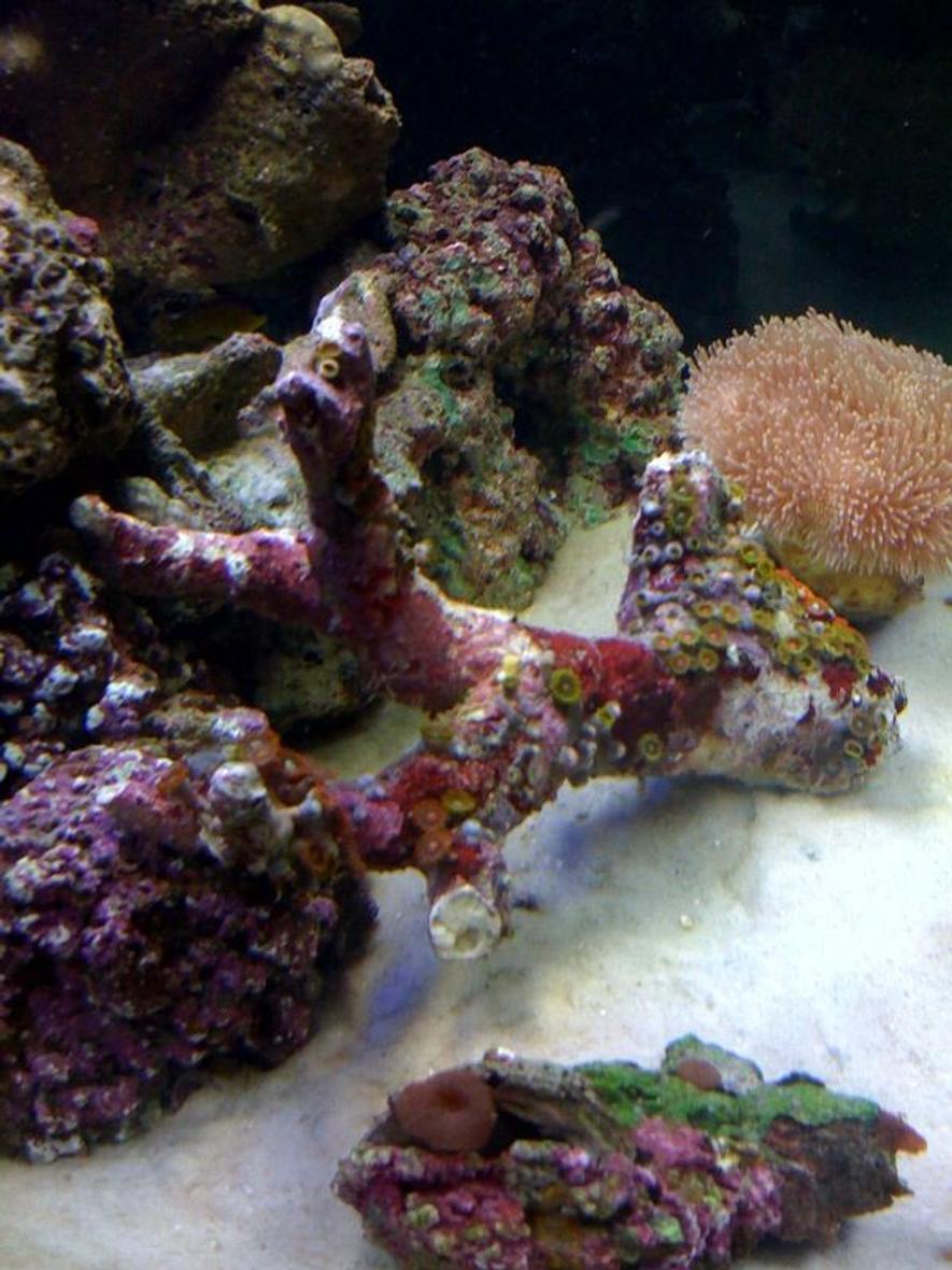 Rated #66: Corals Inverts - Sarcophyton Sp. - Toadstool Mushroom Leather Coral Stocking In 29 Gallons Tank - Mushroom is bigger now and polyps have grown some