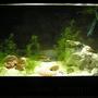 60 gallons planted tank (mostly live plants and fish) - Breeding pair birchardis in a 30 planted