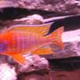 freshwater fish - aulonocara rubescens - ruby red peacock stocking in 60 gallons tank - red Peacock