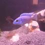 freshwater fish - sciaenochromis fryeri - electric blue hap stocking in 60 gallons tank - sceianochromis fryeri