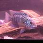 freshwater fish - nandopsis octofasciatum - jack dempsey stocking in 60 gallons tank - jack d