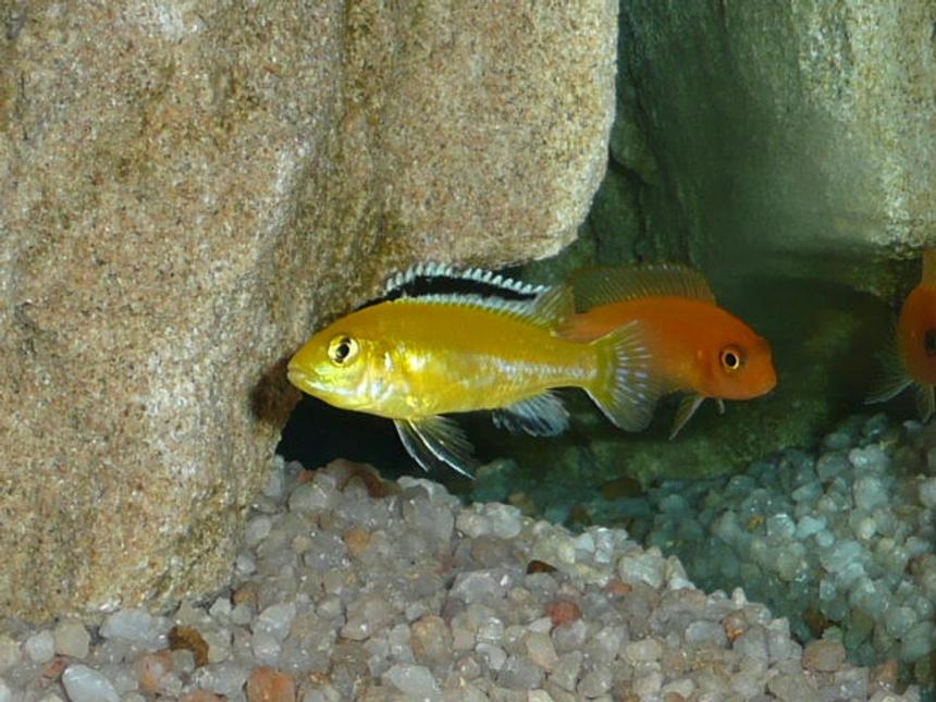 Rated #608: Freshwater Fish - Labidochromis Caeruleus - Electric Yellow Cichlid Stocking In 50 Gallons Tank - Front "Electric Yellow" Rear "Red Zebra"