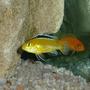 freshwater fish - labidochromis caeruleus - electric yellow cichlid stocking in 50 gallons tank - Front "Electric Yellow" Rear "Red Zebra"