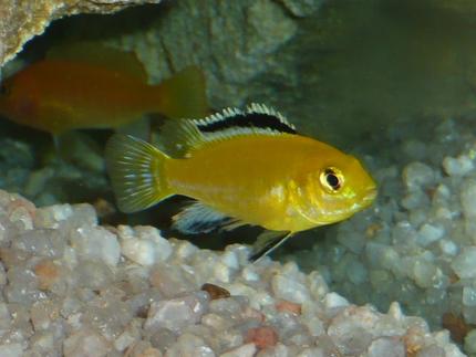 freshwater fish - labidochromis caeruleus - electric yellow cichlid stocking in 50 gallons tank - 