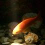 freshwater fish - carassius auratus - goldfish stocking in 30 gallons tank - this is one of my goldfish thats actually gold