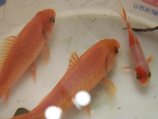 freshwater fish - pseudotropheus estherae - red zebra cichlid stocking in 30 gallons tank - i took this pic while they were waiting for me to clean the tank