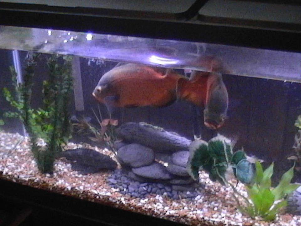 freshwater fish - astronotus ocellatus - red oscar stocking in 55 gallons tank - 2 oscars one has passed on to the big tank in the sky
